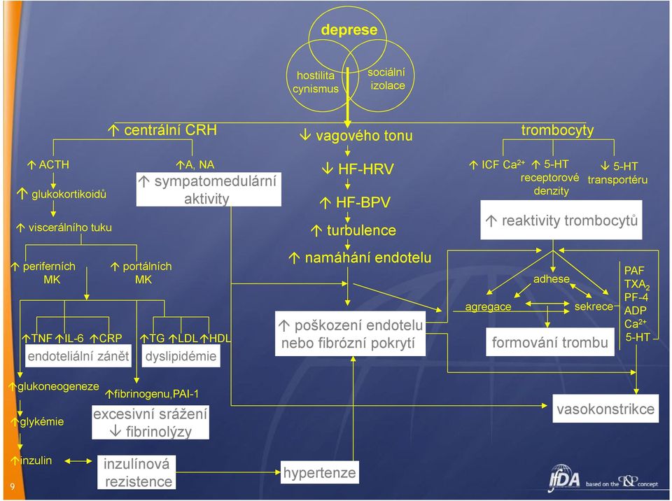 fibrinolýzy HF-HRV HF-BPV turbulence namáhání endotelu poškození endotelu nebo fibrózní pokrytí ICF Ca 2+ 5-HT receptorové denzity reaktivity