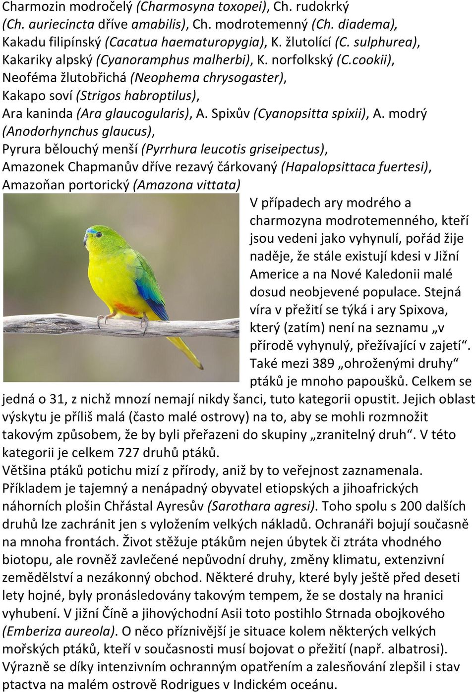 Spixův (Cyanopsitta spixii), A.