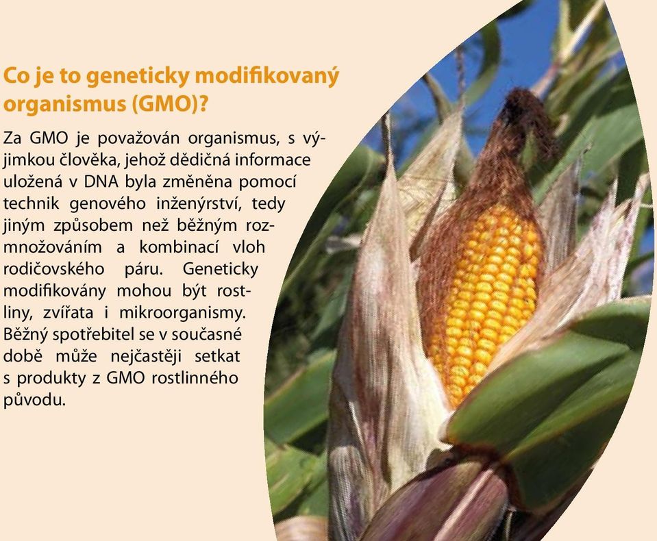 pomocí technik genového inženýrství, tedy jiným způsobem než běžným rozmnožováním a kombinací vloh