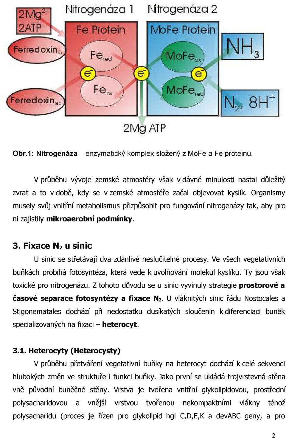 Organismy musely svůj vnitřní metabolismus přizpůsobit pro fungování nitrogenázy tak, aby pro ni zajistily mikroaerobní podmínky. 3.