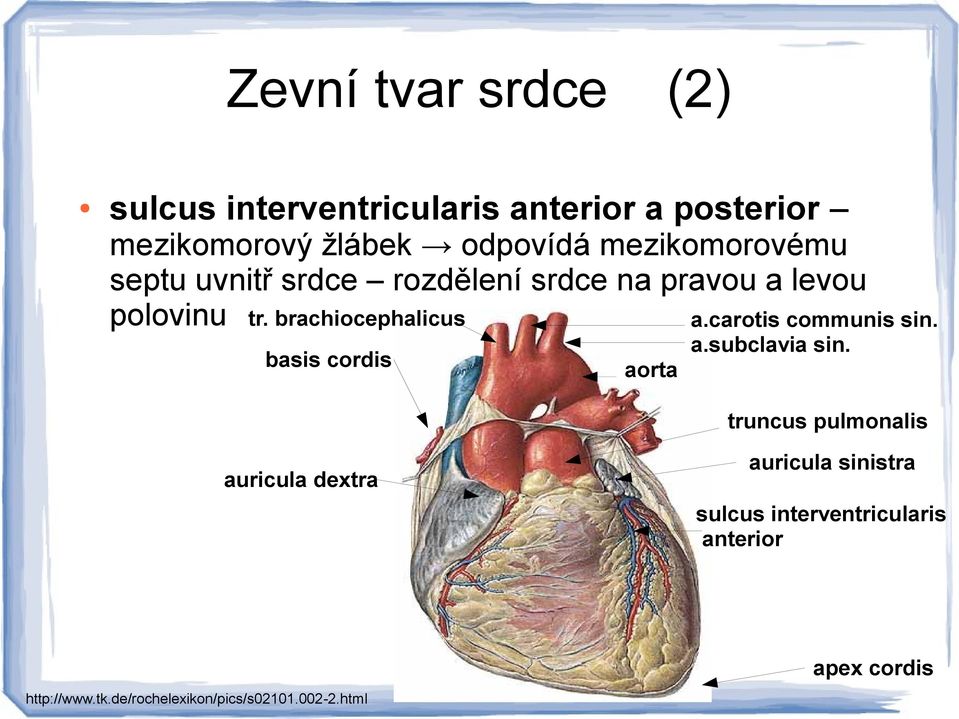 carotis communis sin. basis cordis a.subclavia sin.