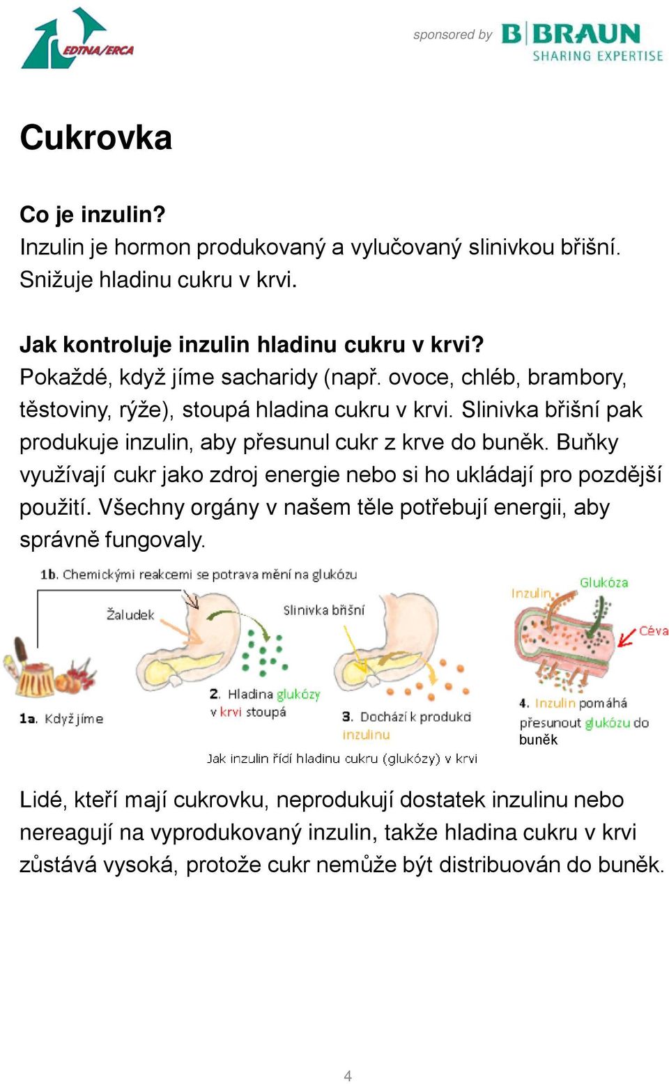 Slinivka břišní pak produkuje inzulin, aby přesunul cukr z krve do buněk. Buňky využívají cukr jako zdroj energie nebo si ho ukládají pro pozdější použití.