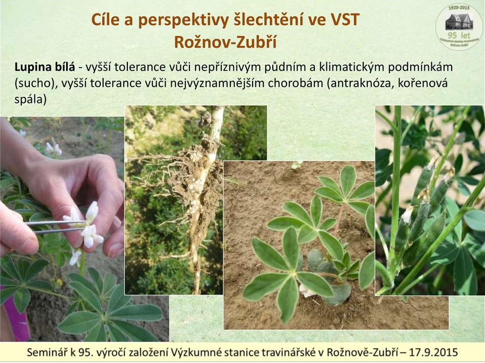 a klimatickým podmínkám (sucho), vyšší tolerance