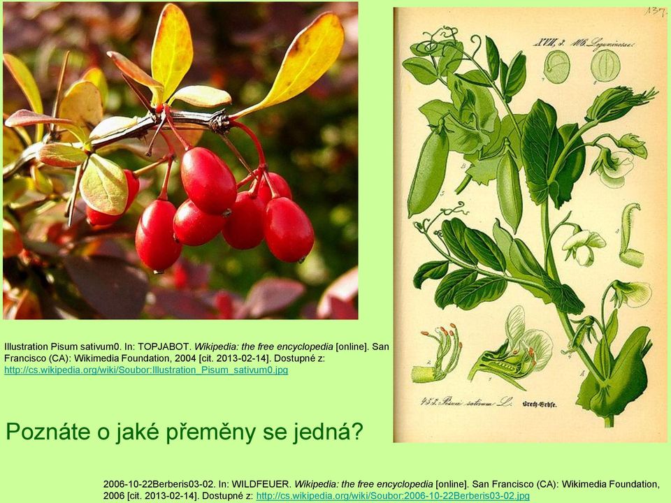 org/wiki/soubor:illustration_pisum_sativum0.jpg Poznáte o jaké přeměny se jedná? 2006-10-22Berberis03-02. In: WILDFEUER.