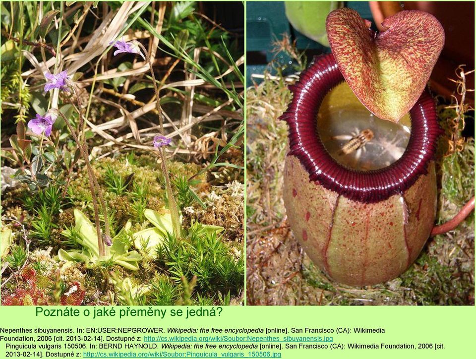 org/wiki/soubor:nepenthes_sibuyanensis.jpg Pinguicula vulgaris 150506. In: BERND HAYNOLD.