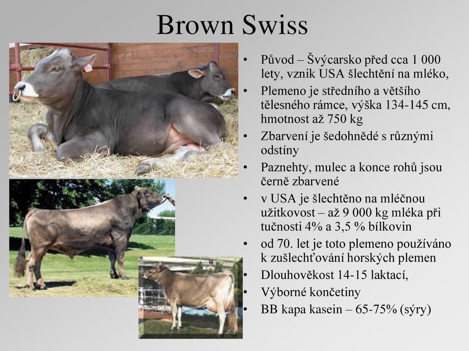 černě zbarvené v USA je šlechtěno na mléčnou uţitkovost aţ 9 000 kg mléka při tučnosti 4% a 3,5 % bílkovin od 70.