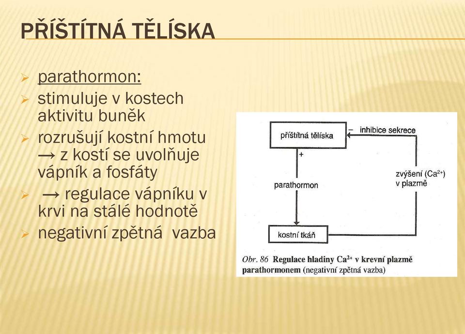 kostí se uvolňuje vápník a fosfáty regulace