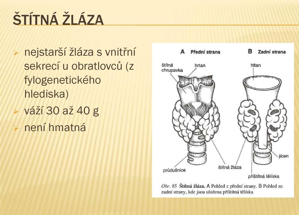 obratlovců (z