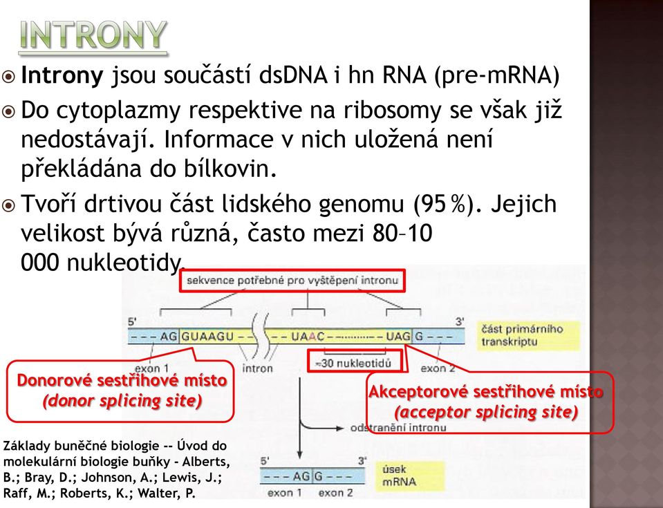 Jejich velikost bývá různá, často mezi 80 10 000 nukleotidy.