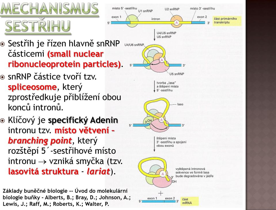 místo větvení branching point, který rozštěpí 5 -sestřihové místo intronu vzniká smyčka (tzv.