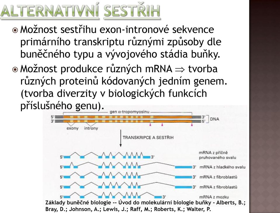 (tvorba diverzity v biologických funkcích příslušného genu).