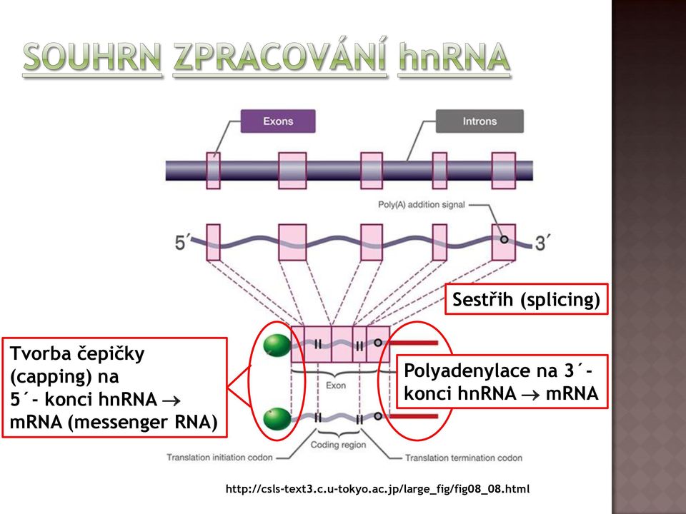 RA) Polyadenylace na 3 konci hnra mra