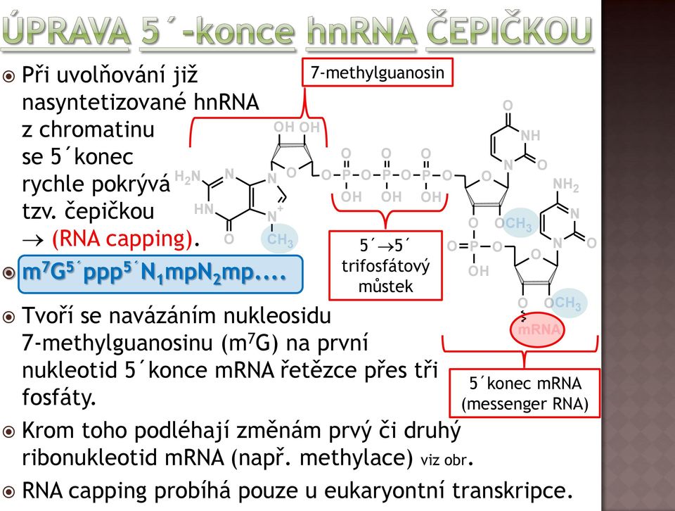 .. můstek H H2 CH3 P H CH3 Tvoří se navázáním nukleosidu mra 7 7-methylguanosinu (m G) na první nukleotid 5 konce mra