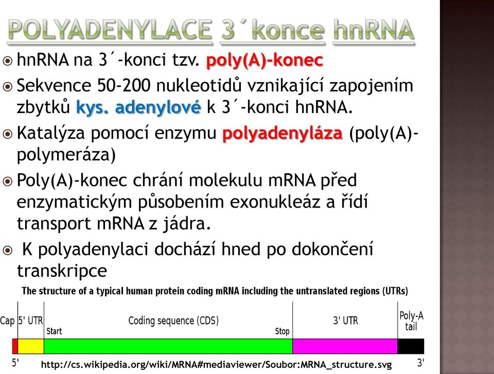 Katalýza pomocí enzymu polyadenyláza (poly(a)polymeráza) Poly(A)-konec chrání molekulu mra před