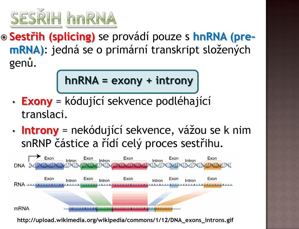 hnra = exony + introny Exony = kódující sekvence podléhající translaci.