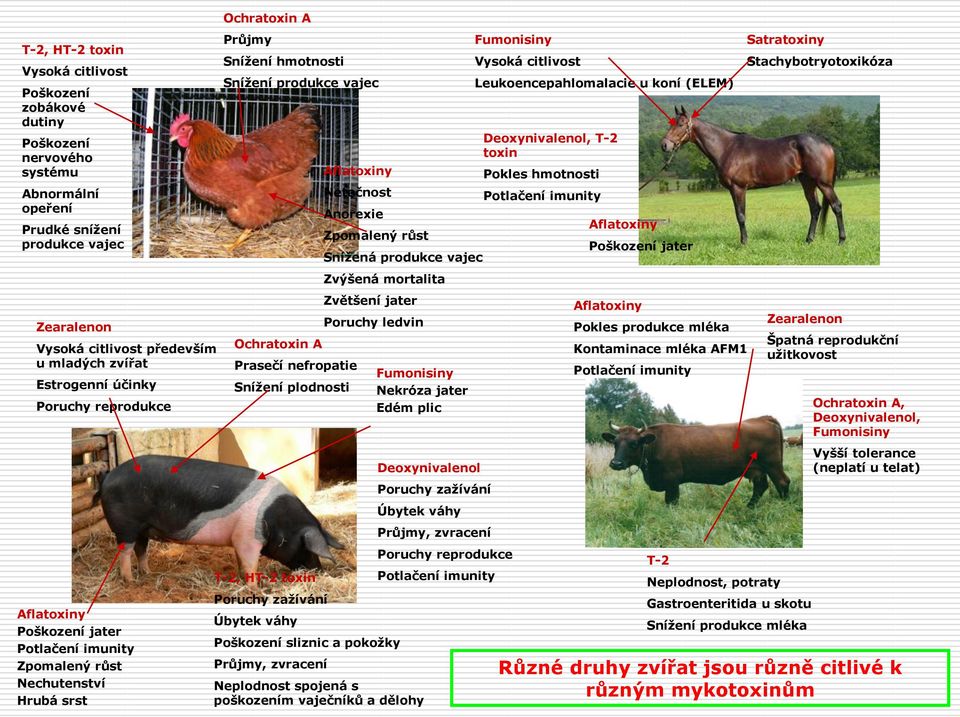 Prasečí nefropatie Snížení plodnosti T-2, HT-2 toxin Poruchy zažívání Úbytek váhy Poškození sliznic a pokožky Průjmy, zvracení Aflatoxiny Netečnost Anorexie Zpomalený růst Snížená produkce vajec