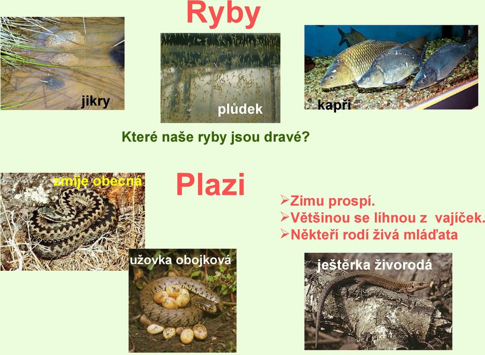 zmije obecná Plazi užovka obojková Zimu