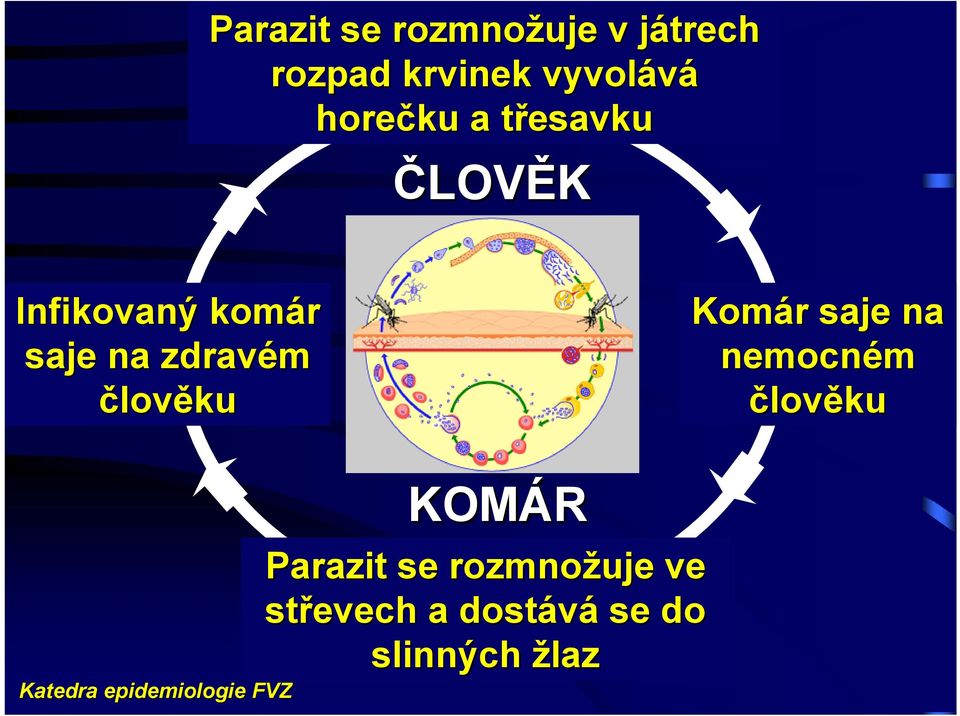 zdravém člověku Komár saje na nemocném člověku KOMÁR