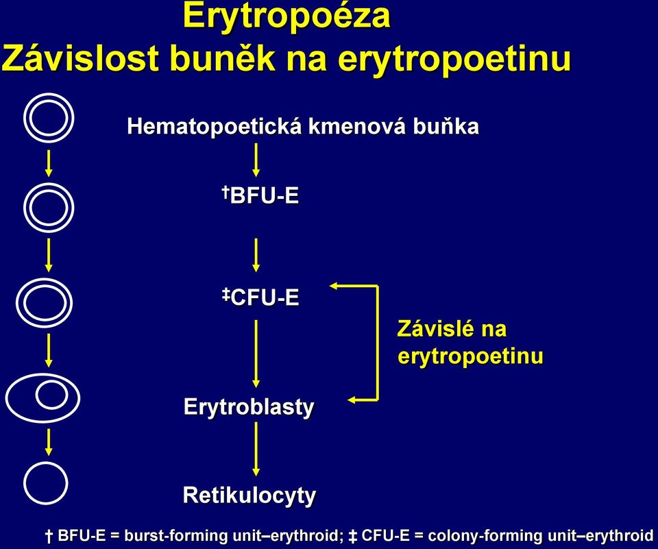 erytropoetinu Erytroblasty Retikulocyty BFU-E =