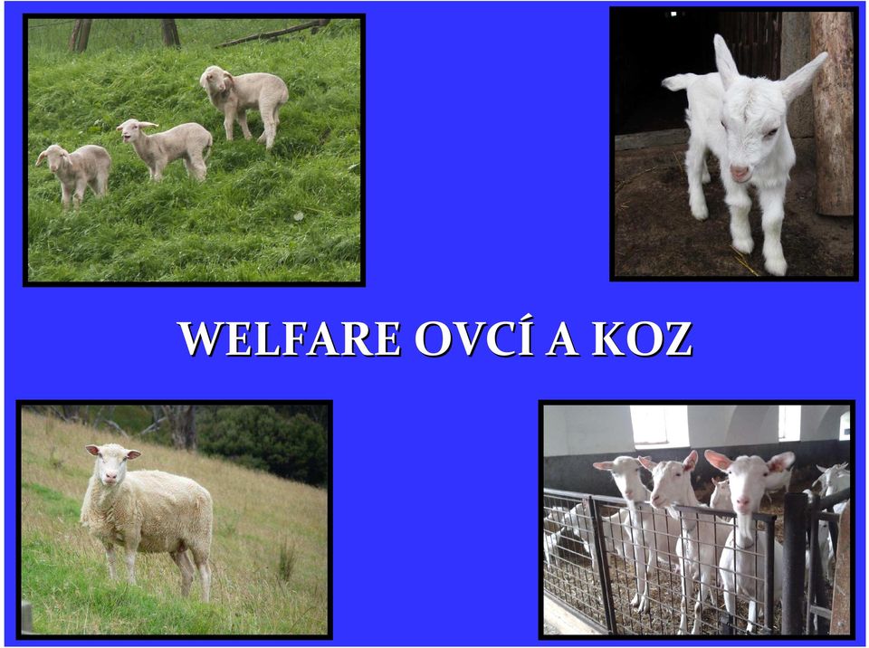 KOZ