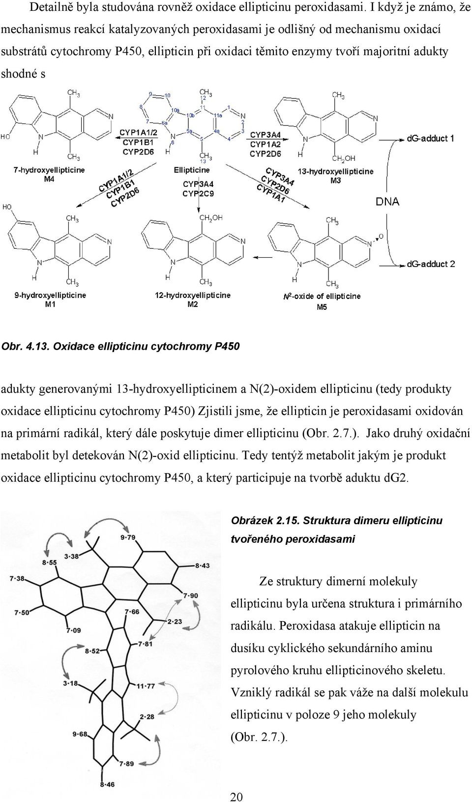 4.13. xidace ellipticinu cytochromy P450 adukty generovanými 13-hydroxyellipticinem a (2)-oxidem ellipticinu (tedy produkty oxidace ellipticinu cytochromy P450) Zjistili jsme, že ellipticin je