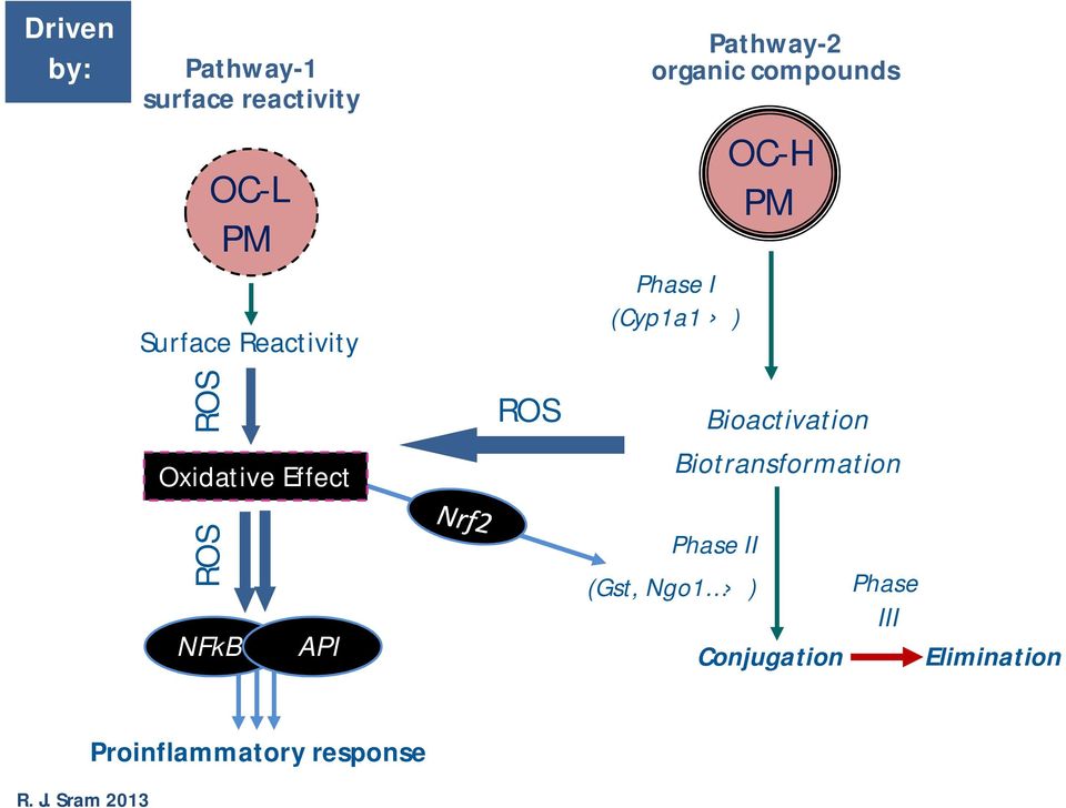 Effect ROS Bioactivation Biotransformation ROS NFkB API Phase II (Gst,