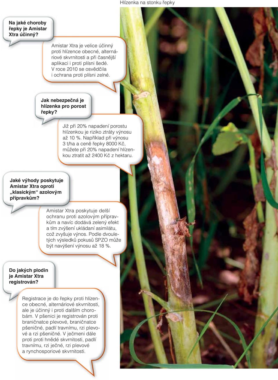 Například při výnosu 3 a ceně řepky 8 Kč, můžete při 2% napadení hlízenkou ztratit až 24 Kč z hektaru. Jaké výhody poskytuje Amistar Xtra oproti klasickým azolovým přípravkům?