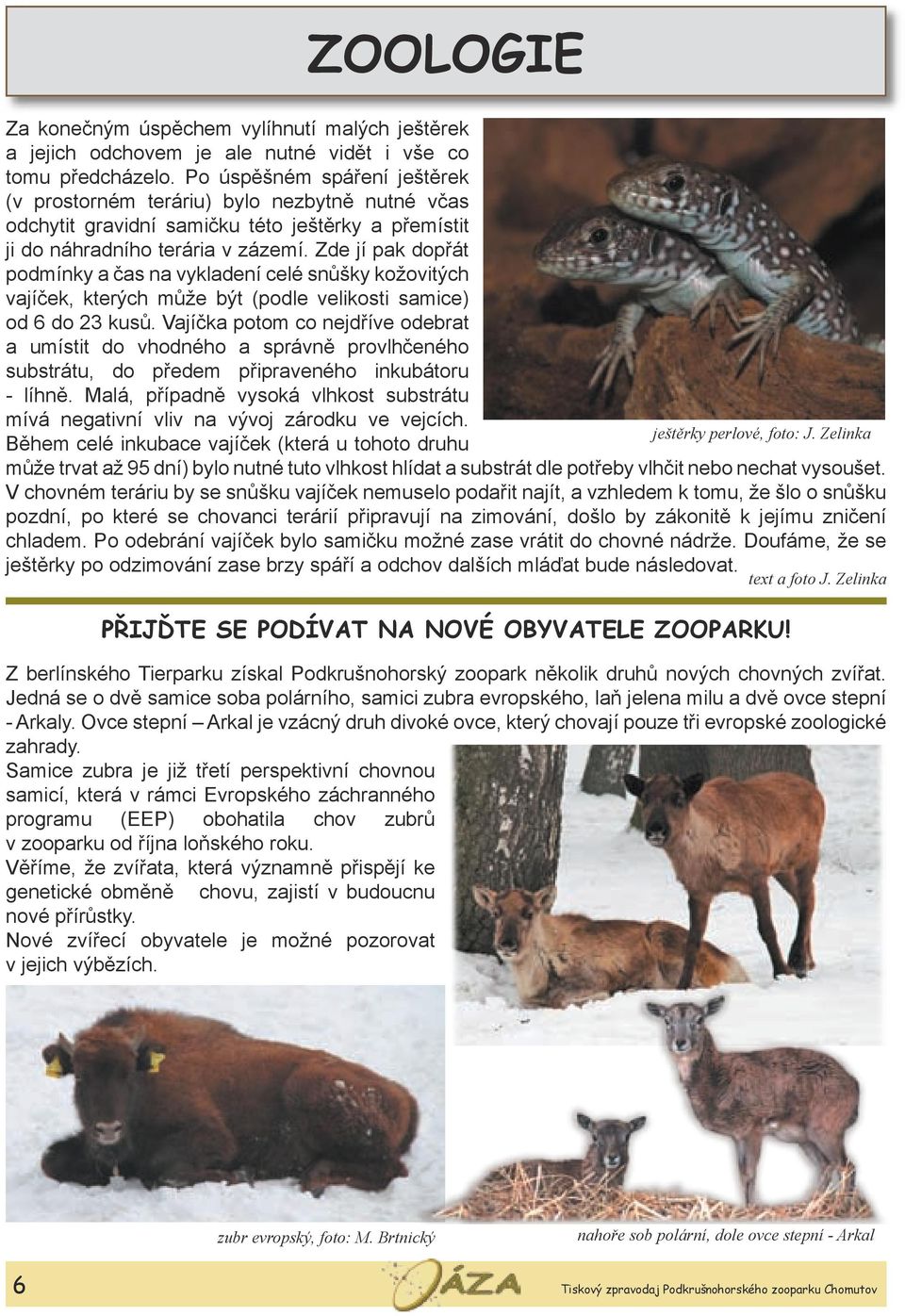 Zde jí pak dopřát podmínky a čas na vykladení celé snůšky kožovitých vajíček, kterých může být (podle velikosti samice) od 6 do 23 kusů.