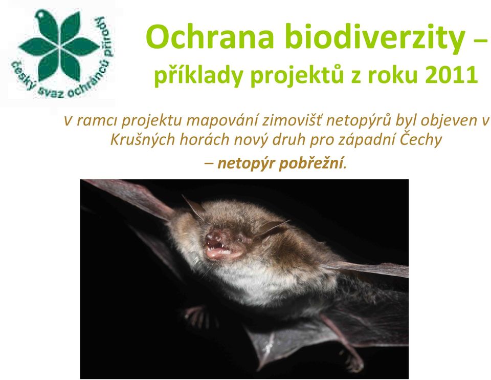 zimovišť netopýrů byl objeven v Krušných
