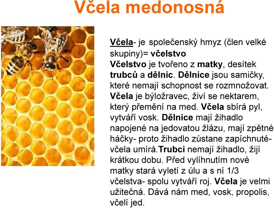 Včela sbírá pyl, vytváří vosk. Dělnice mají žihadlo napojené na jedovatou žlázu, mají zpětné háčky- proto žihadlo zůstane zapíchnutévčela umírá.