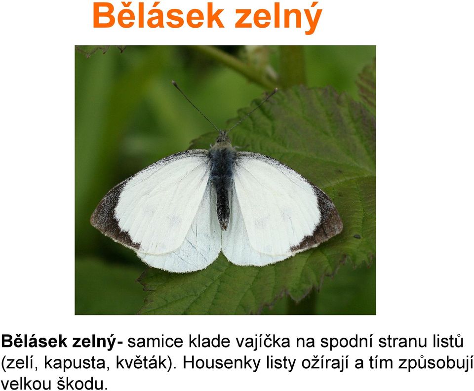 (zelí, kapusta, květák).