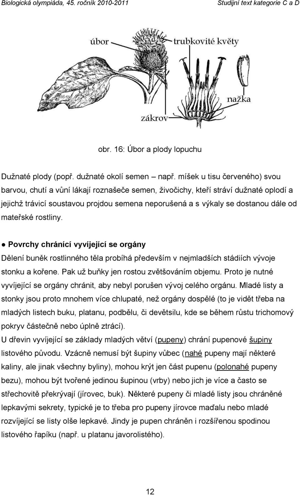 mateřské rostliny. Povrchy chránící vyvíjející se orgány Dělení buněk rostlinného těla probíhá především v nejmladších stádiích vývoje stonku a kořene. Pak uţ buňky jen rostou zvětšováním objemu.
