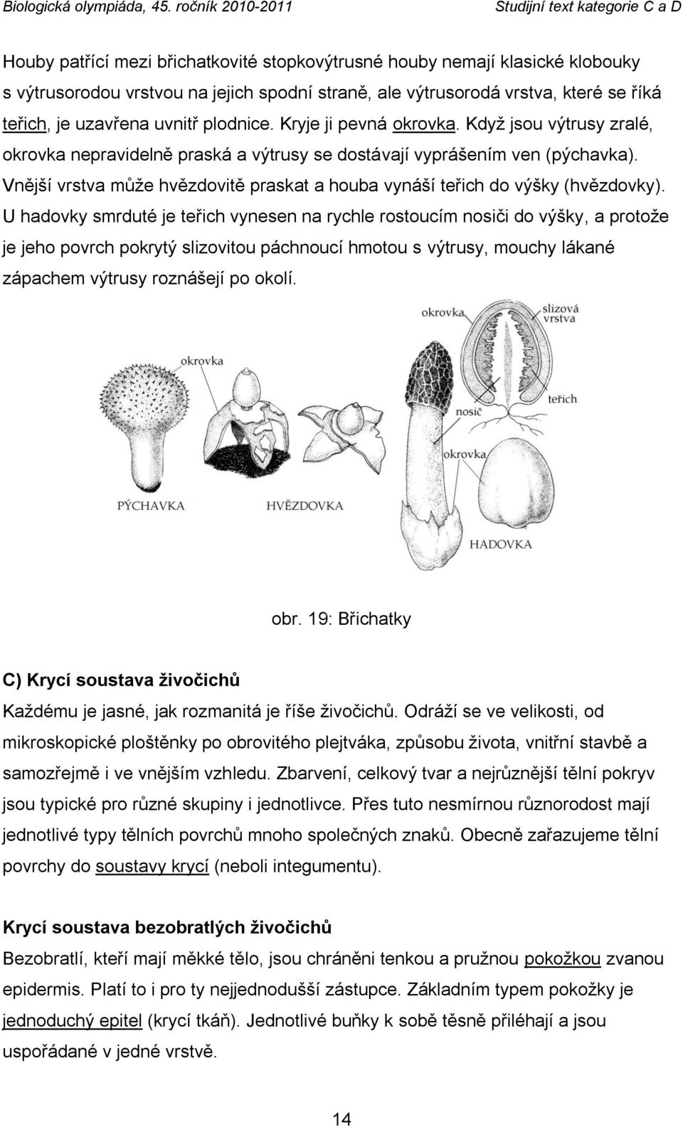 Vnější vrstva můţe hvězdovitě praskat a houba vynáší teřich do výšky (hvězdovky).