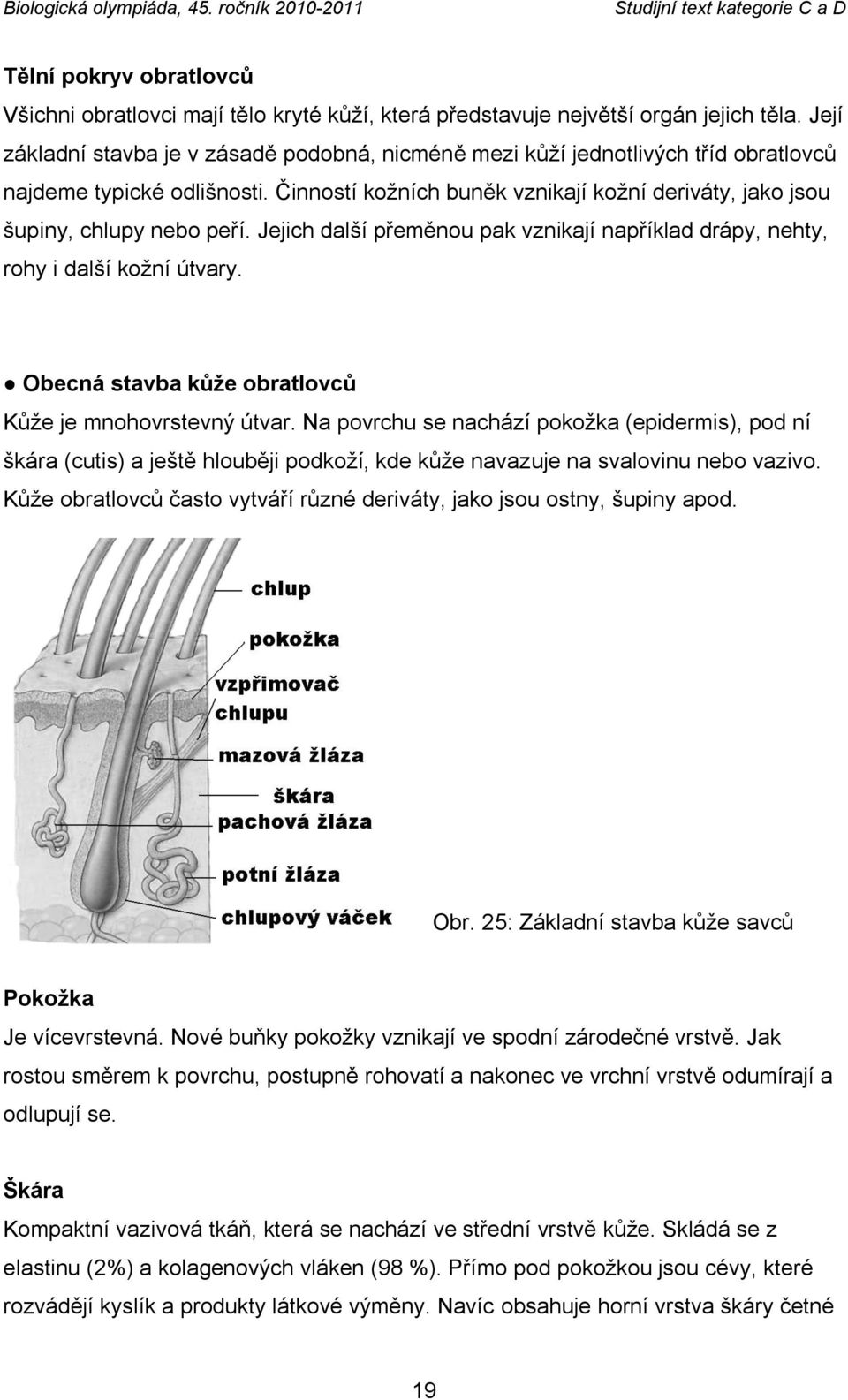 Jejich další přeměnou pak vznikají například drápy, nehty, rohy i další koţní útvary. Obecná stavba kůţe obratlovců Kůţe je mnohovrstevný útvar.