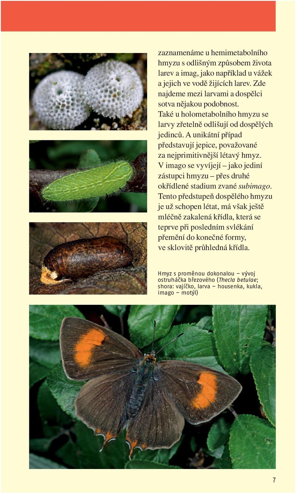 A unikátní případ představují jepice, považované za nejprimitivnější létavý hmyz. V imago se vyvíjejí jako jediní zástupci hmyzu přes druhé okřídlené stadium zvané subimago.