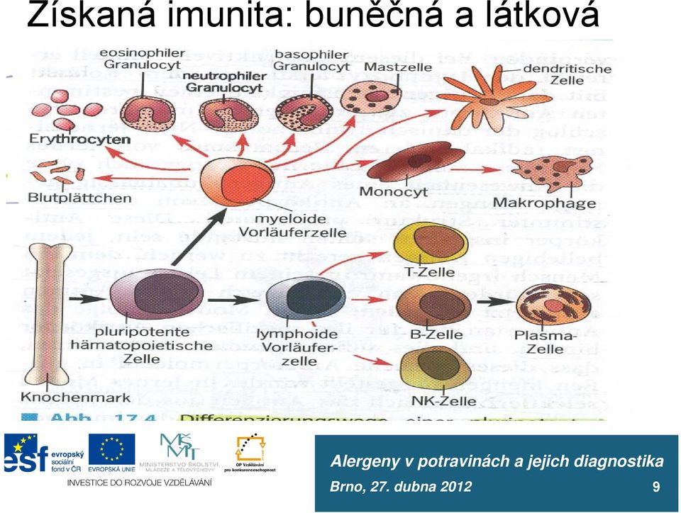 buněčná a