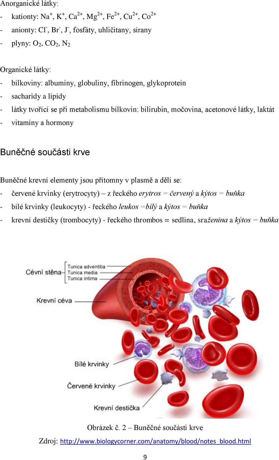 součásti krve Buněčné krevní elementy jsou přítomny v plasmě a dělí se: - červené krvinky (erytrocyty) z řeckého erytros = červený a kýtos = buňka - bílé krvinky (leukocyty) - řeckého leukos