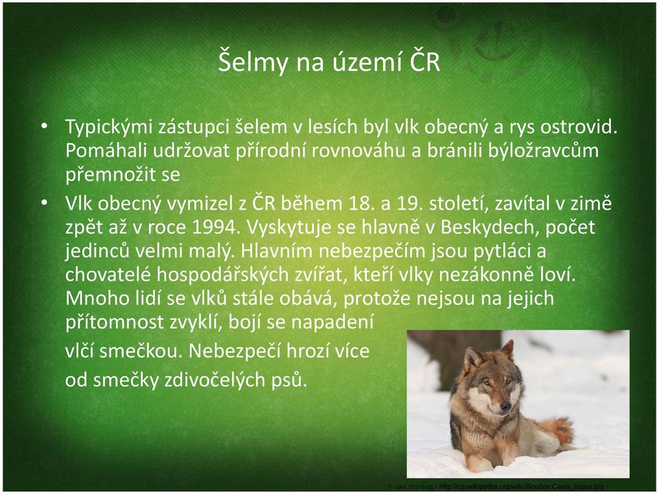 Vyskytuje se hlavně v Beskydech, počet jedinců velmi malý. Hlavním nebezpečím jsou pytláci a chovatelé hospodářských zvířat, kteří vlky nezákonně loví.