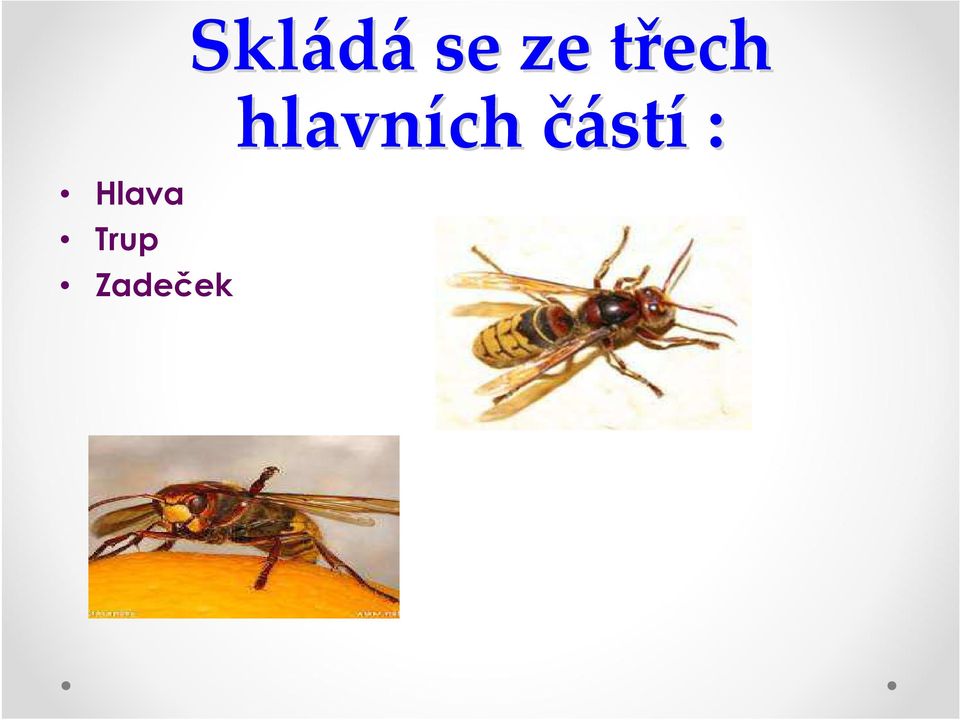 Skládá se ze