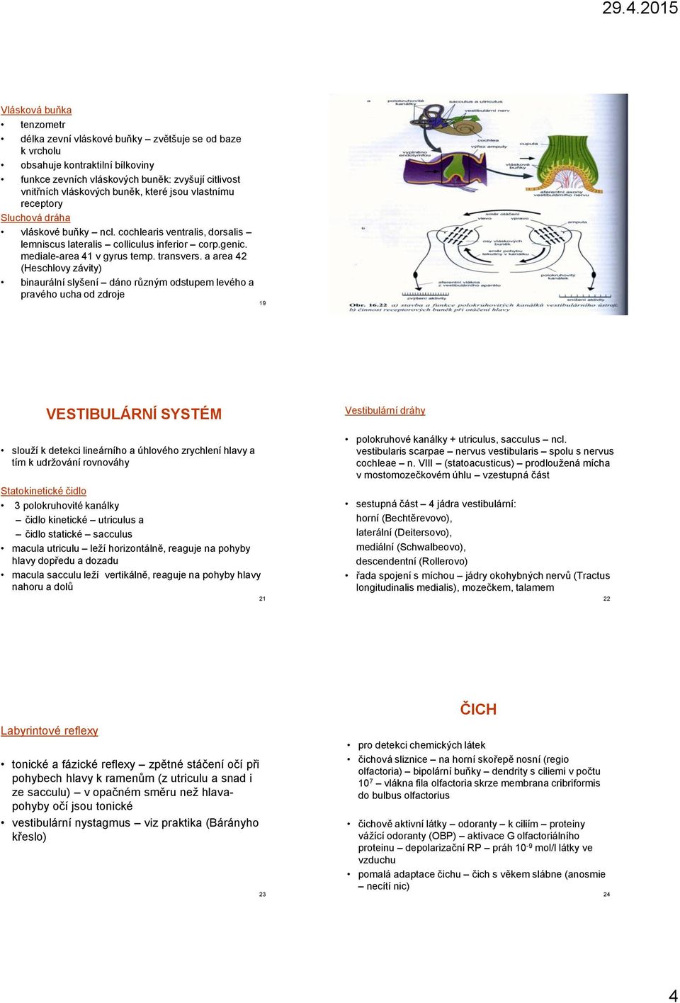 a area 42 (Heschlovy závity) binaurální slyšení dáno různým odstupem levého a pravého ucha od zdroje 19 VESTIBULÁRNÍ SYSTÉM slouží k detekci lineárního a úhlového zrychlení hlavy a tím k udržování