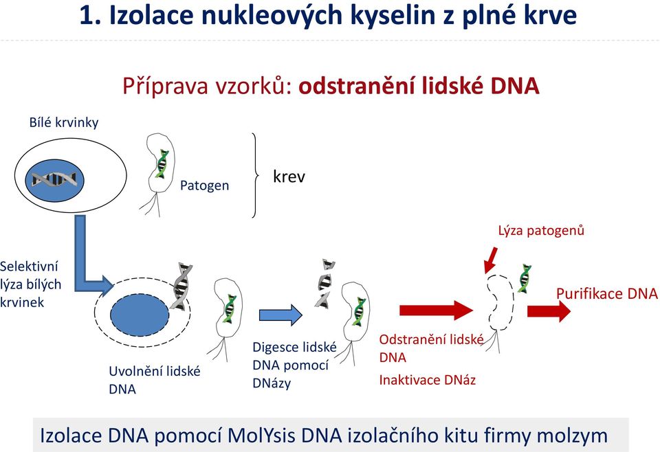 krvinek Purifikace DNA Uvolnění lidské DNA Digesce lidské DNA pomocí DNázy