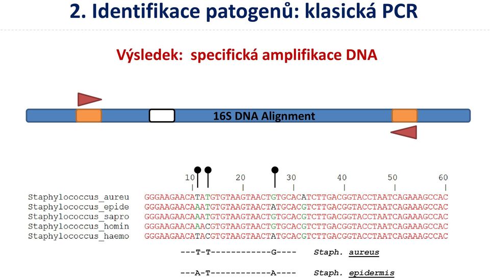 DNA Alignment ---T-T------------G----