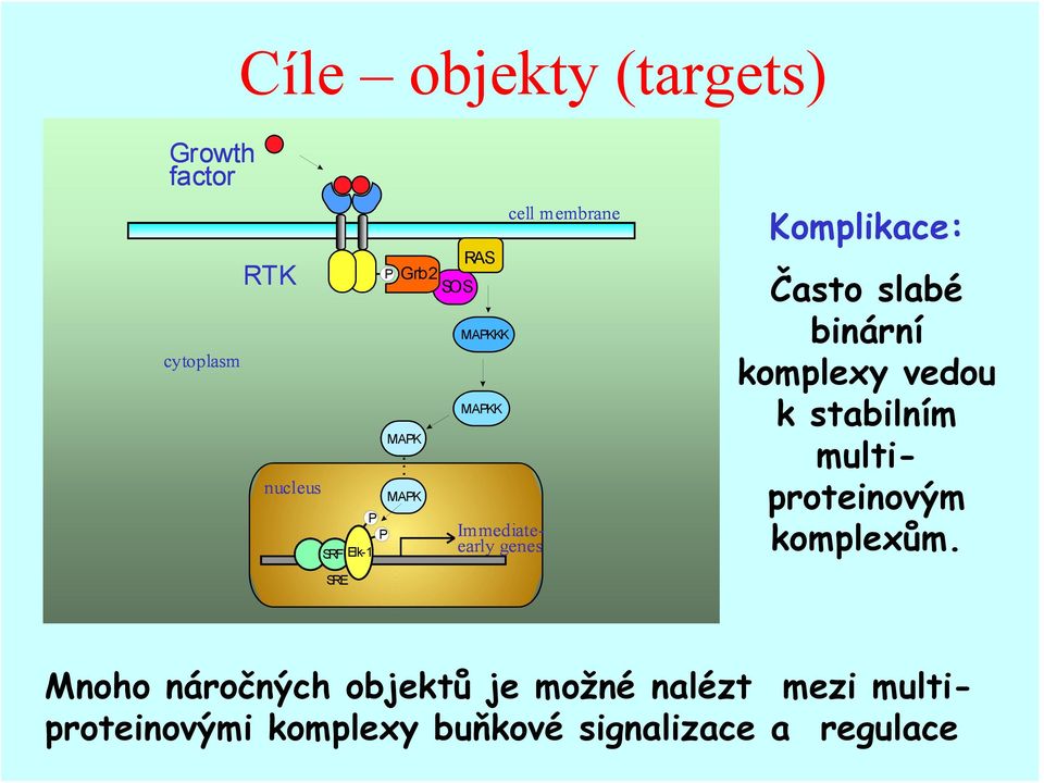 Často slabé binární komplexy vedou k stabilním multiproteinovým komplexům.