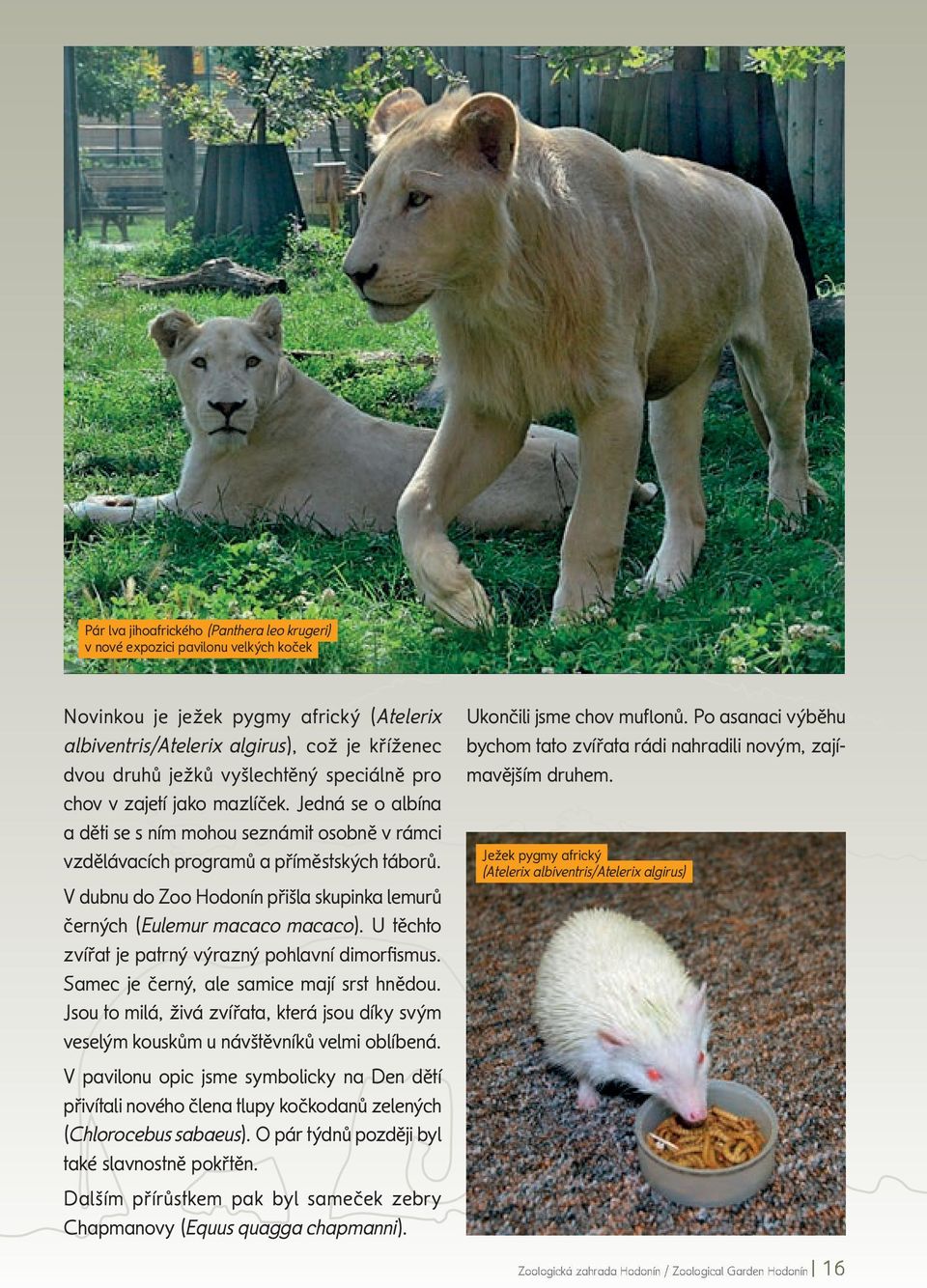 V dubnu do Zoo Hodonín přišla skupinka lemurů černých (Eulemur macaco macaco). U těchto zvířat je patrný výrazný pohlavní dimorfi smus. Samec je černý, ale samice mají srst hnědou.