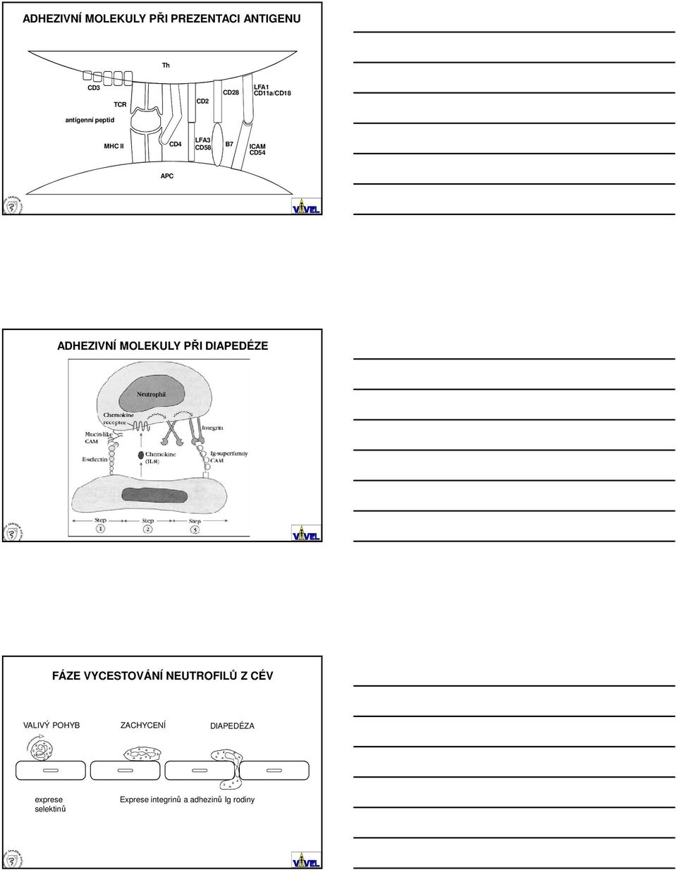 ADHEZIVNÍ MOLEKULY PŘI DIAPEDÉZE FÁZE VYCESTOVÁNÍ NEUTROFILŮ Z CÉV