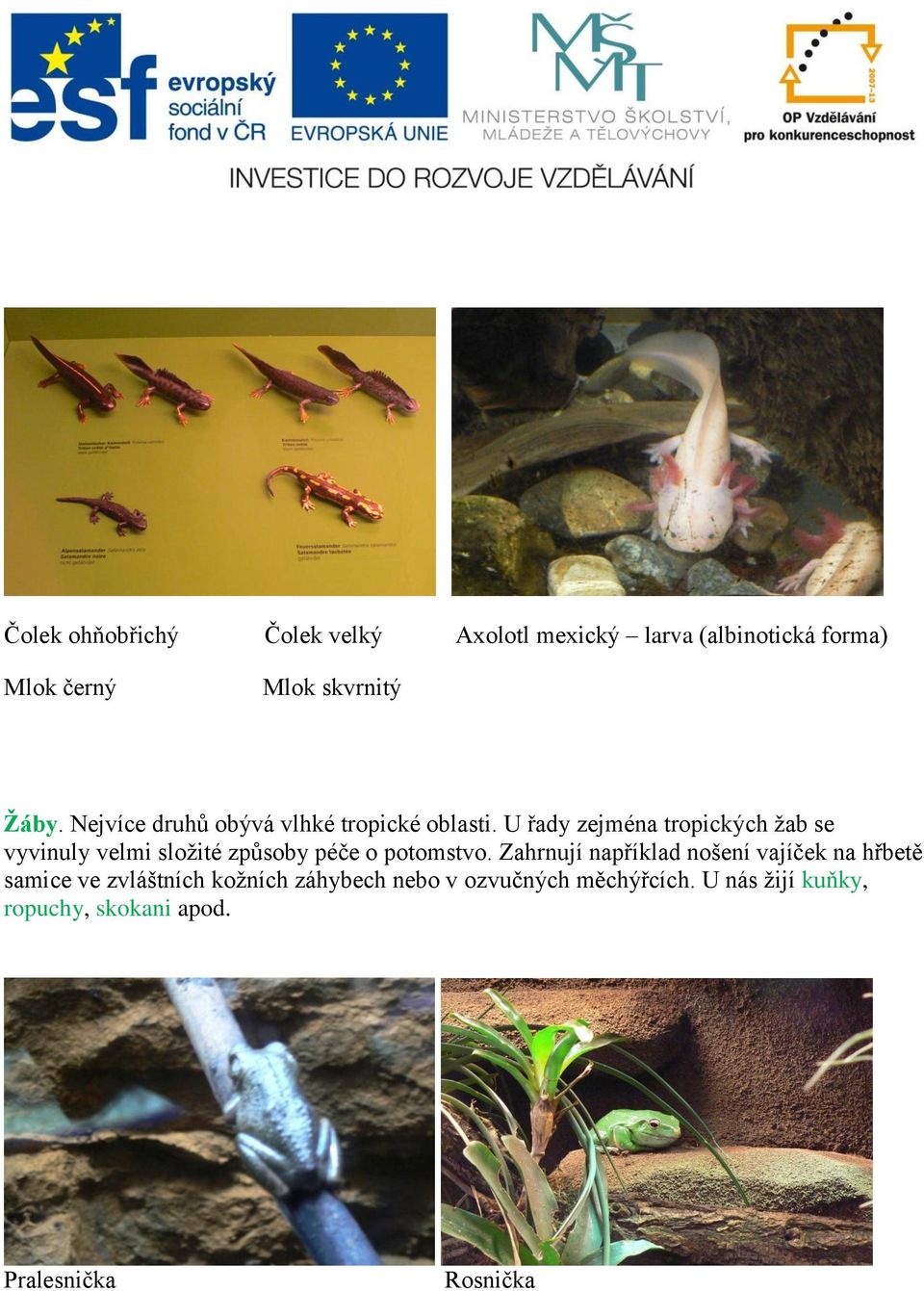 U řady zejména tropických žab se vyvinuly velmi složité způsoby péče o potomstvo.