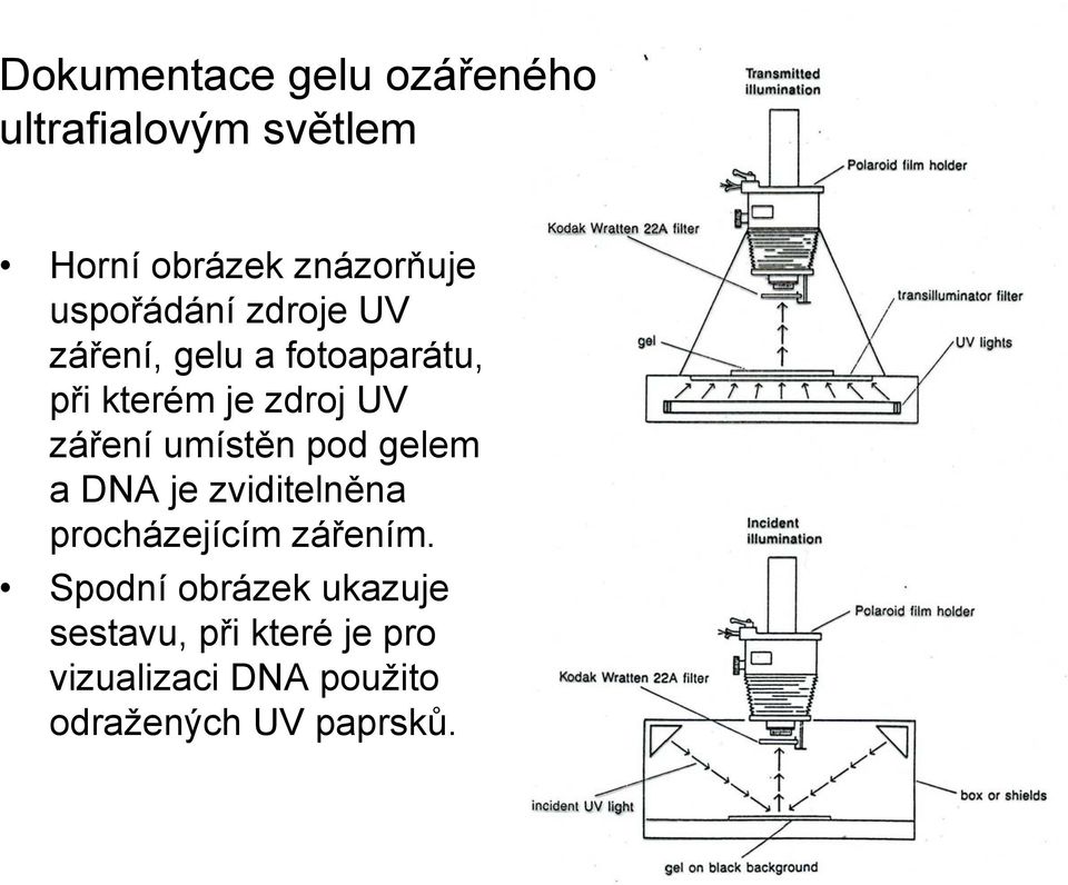 záření umístěn pod gelem a DNA je zviditelněna procházejícím zářením.