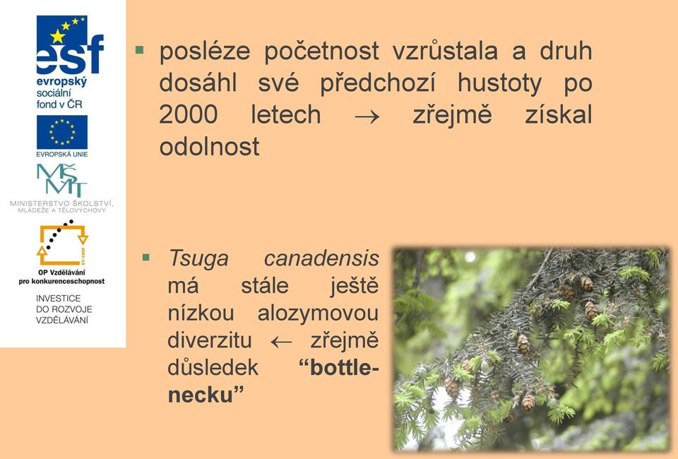 odolnost Tsuga canadensis má stále ještě nízkou