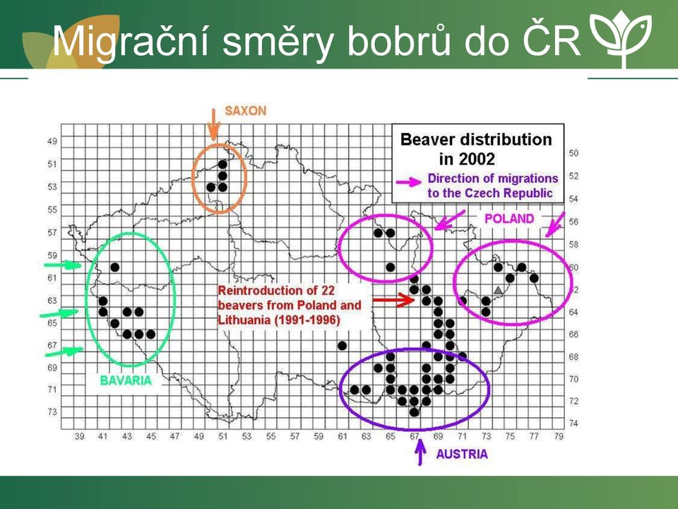 bobrů do