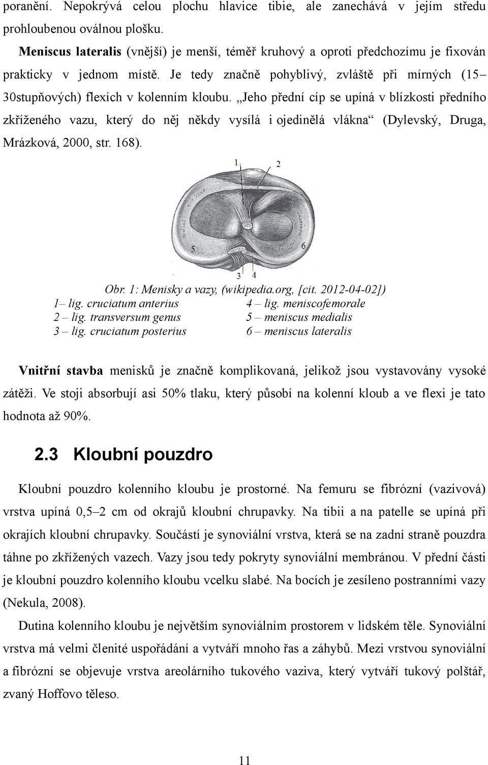 Jeho přední cíp se upíná v blízkosti předního zkříženého vazu, který do něj někdy vysílá i ojedinělá vlákna (Dylevský, Druga, Mrázková, 2000, str. 168). Obr. 1: Menisky a vazy, (wikipedia.org, [cit.
